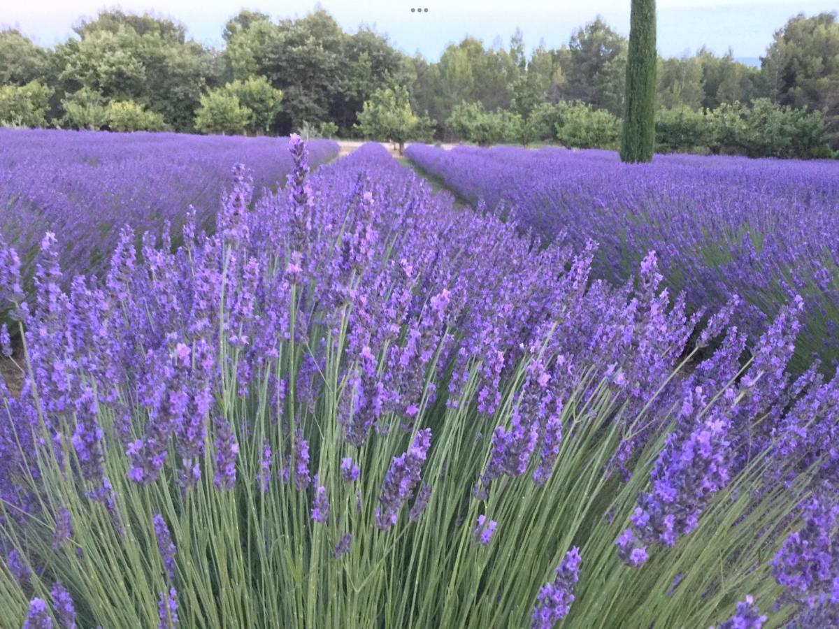 Lovely Views In Secret Provence Joucas Exteriör bild
